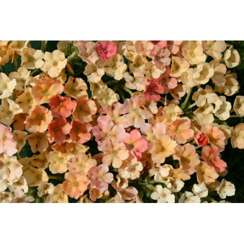 Trädgårdsverbena ´Tropical Fruits´