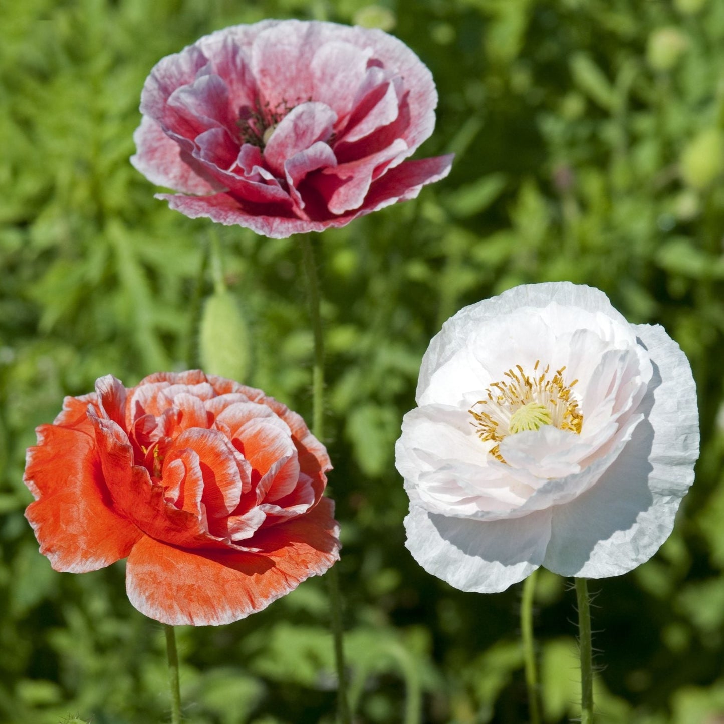 Kornvallmo ´Dawn Chorus´