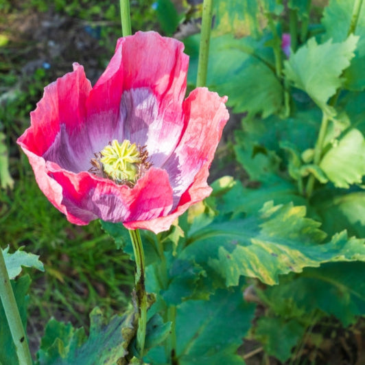 Vallmo, enkel ´The Giant´