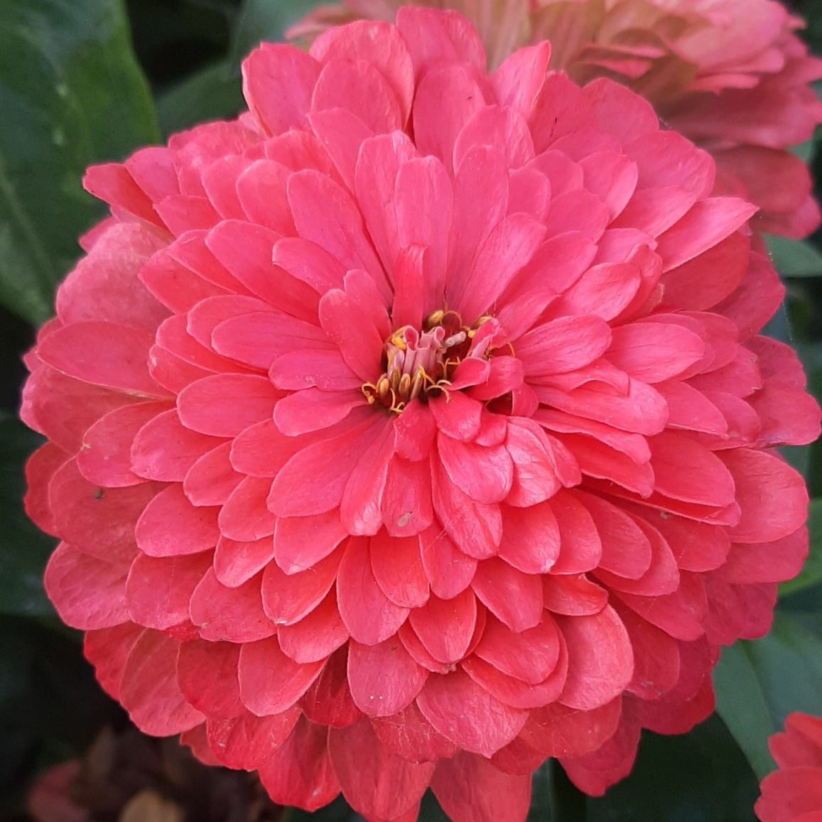 Zinnia ´Benary´s Giant Coral´