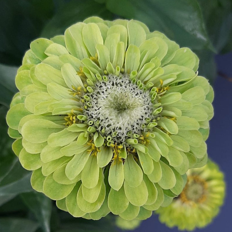 Zinnia ´Benary´s Giant Lime´