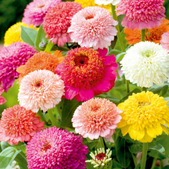 Zinnia ´Faberge Mix´