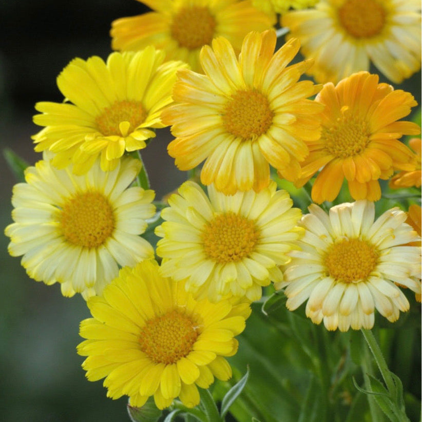 Ringblomma ’Daisy Citrus Mix’