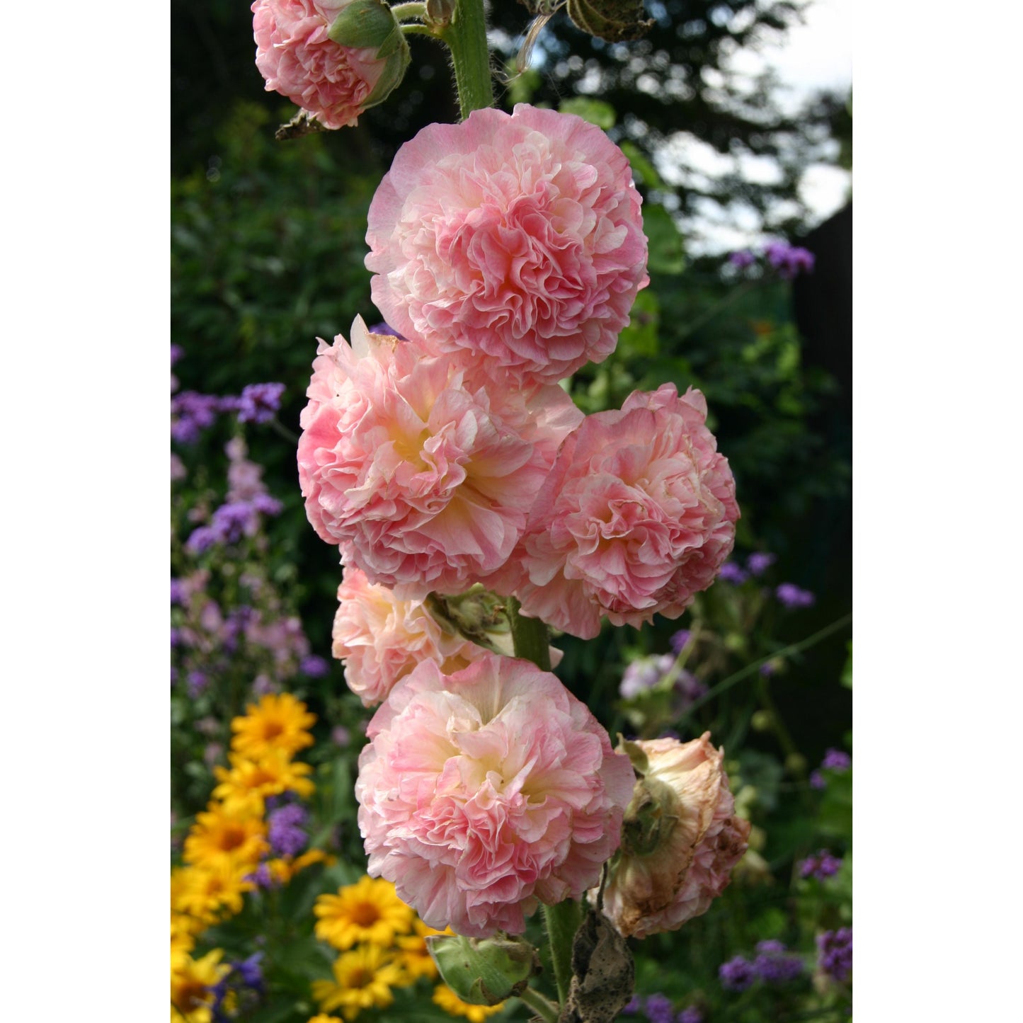 Stockros ´Peaches & Dreams´