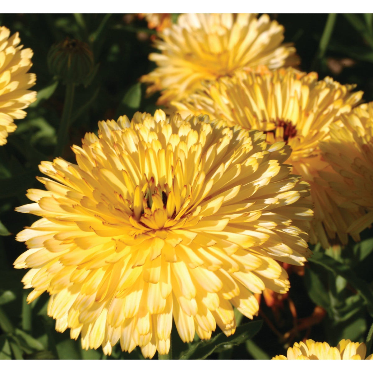 Ringblomma ´Lemon Cream´