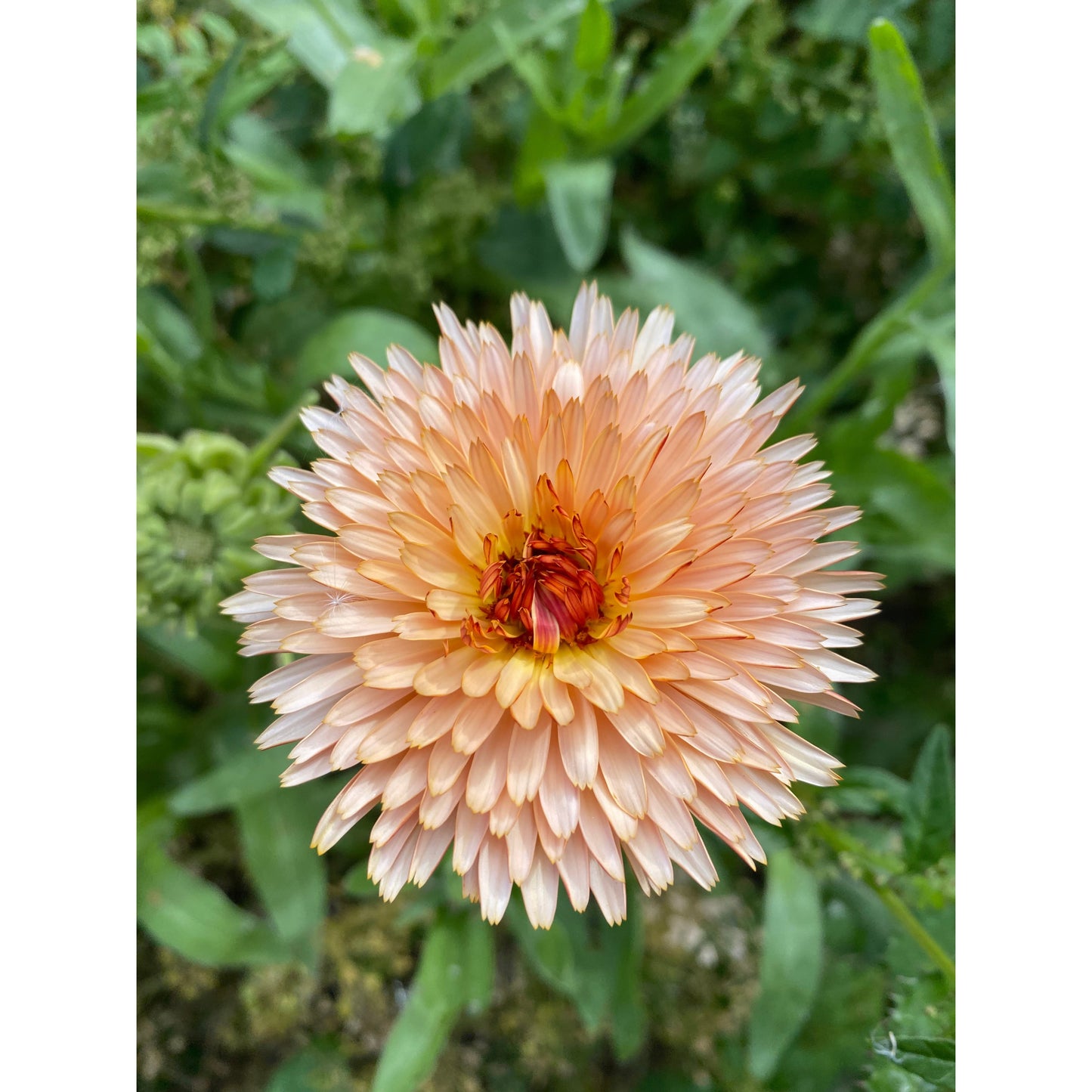 Ringblomma ´Orange Flash´