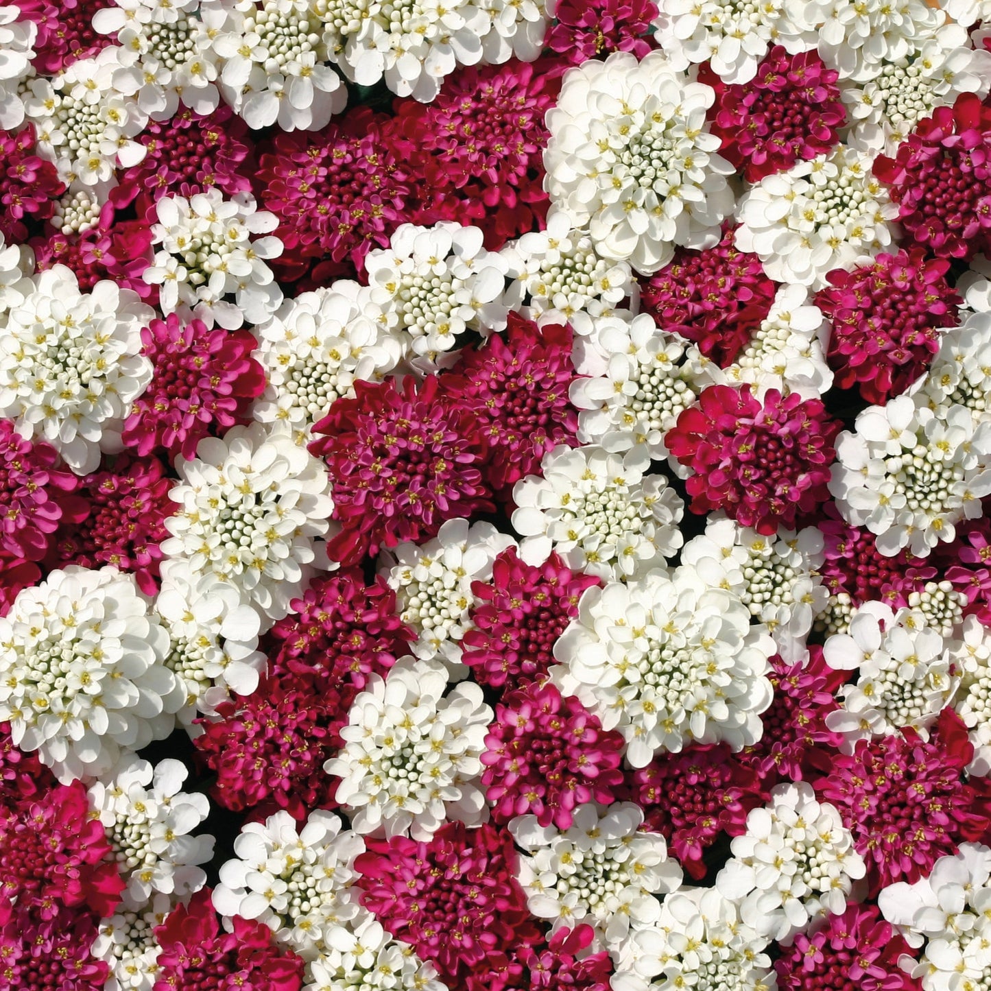 Roseniberis ´Fire Ice´