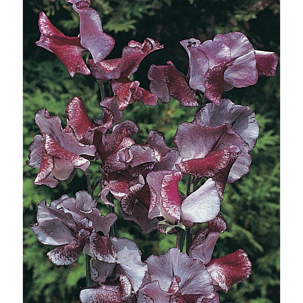 Luktärt ’Spencer Wiltshire Ripple’