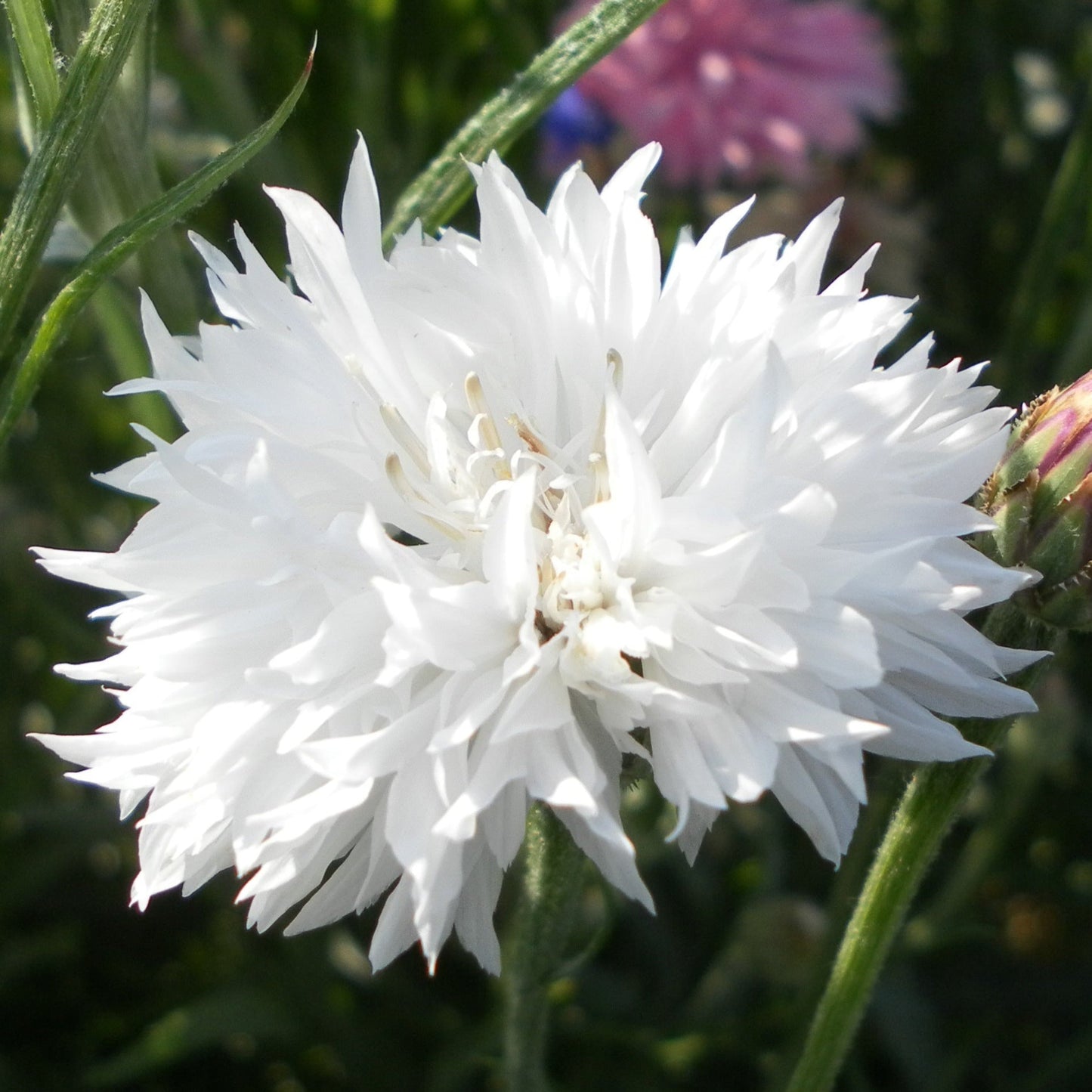 Blåklint, dubbel ´Snowman´