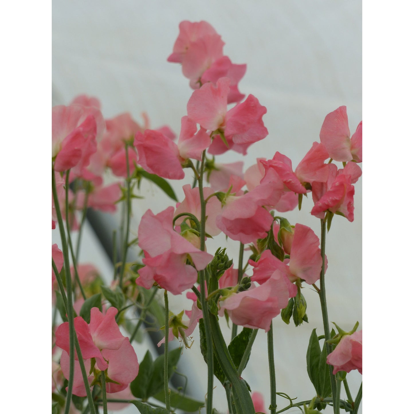 Luktärt ´Spring Sunshine Peach´