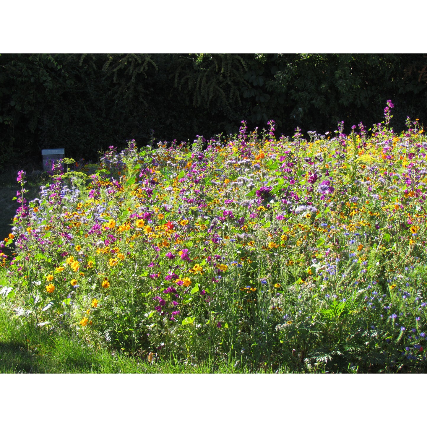 Blomsterblandning för bin
