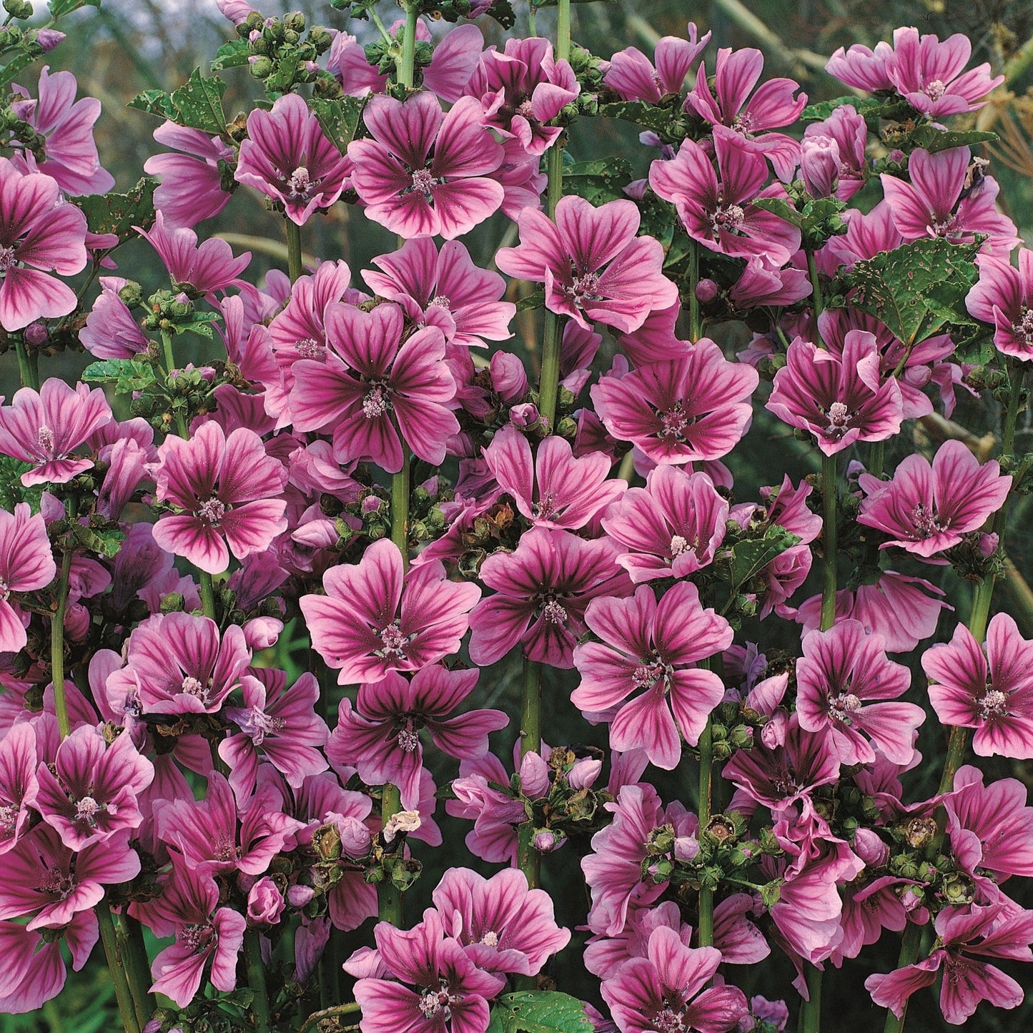 Rödmalva ´Braveheart´