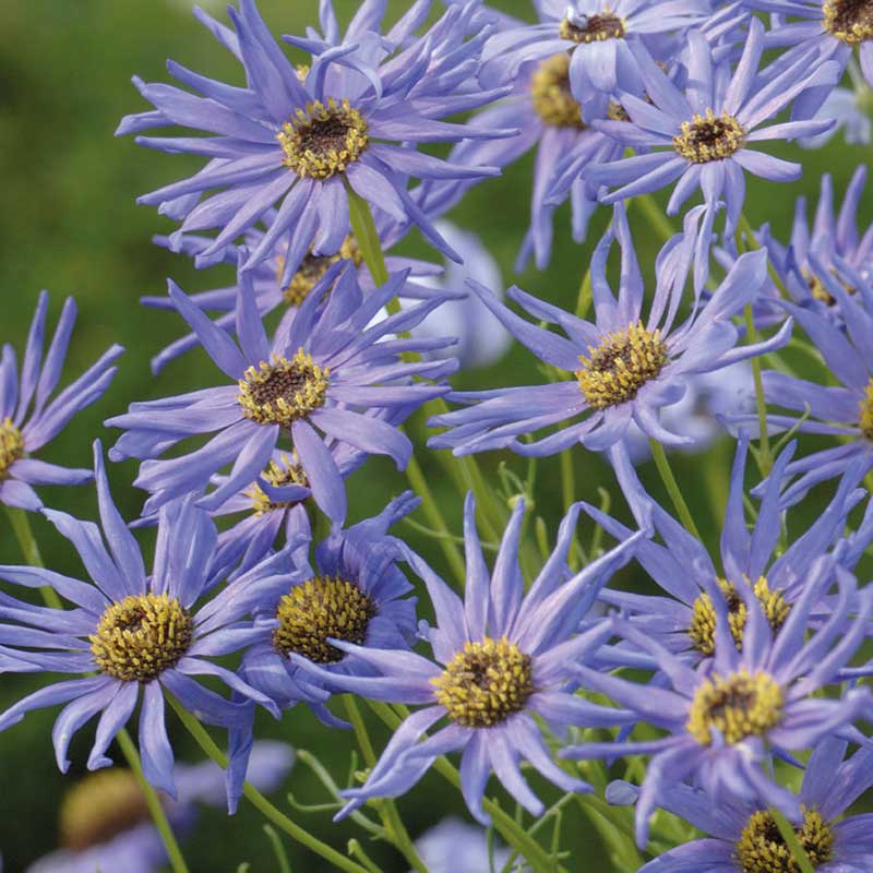 Dockkrage ´Blue Star´