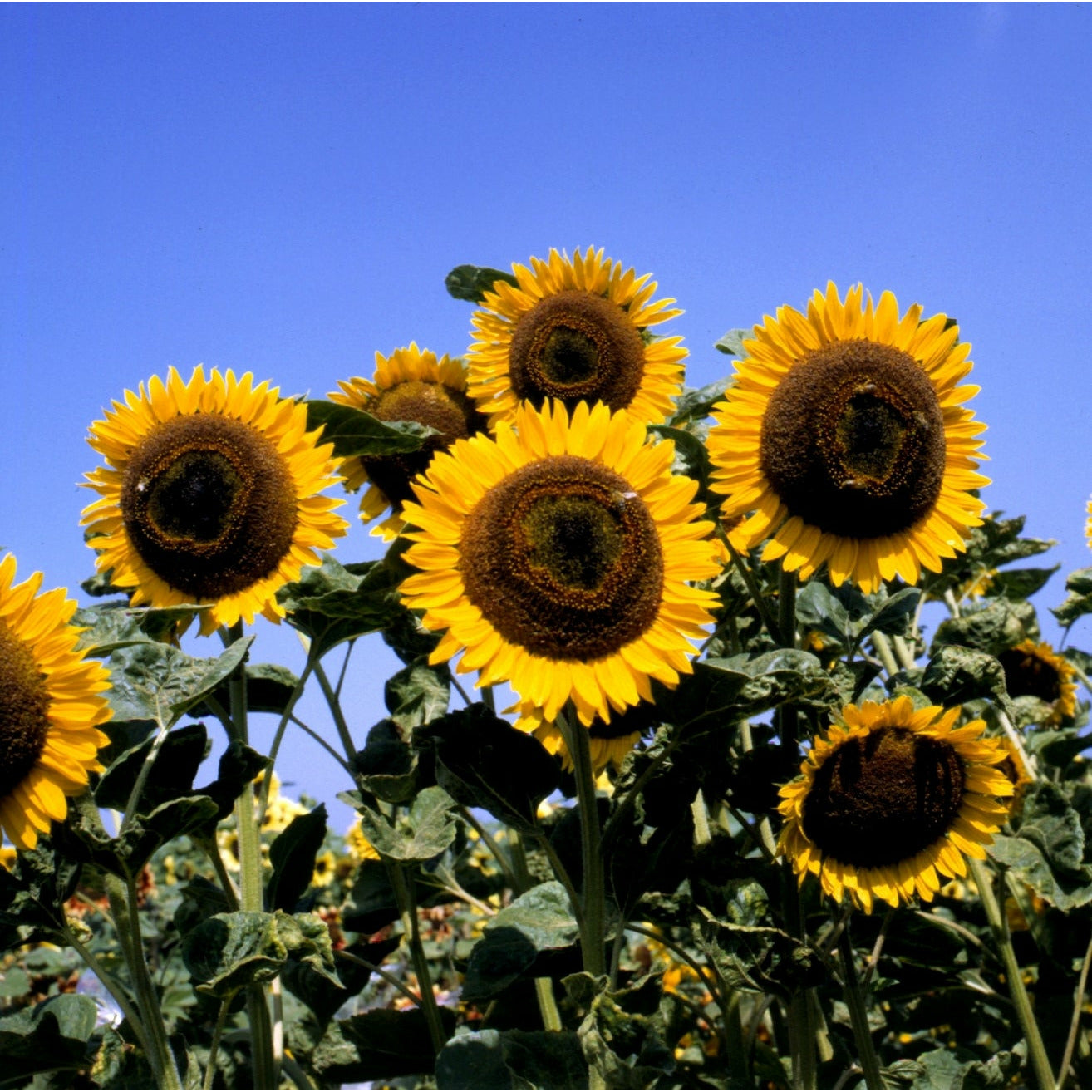 Solros ´Taiyo´