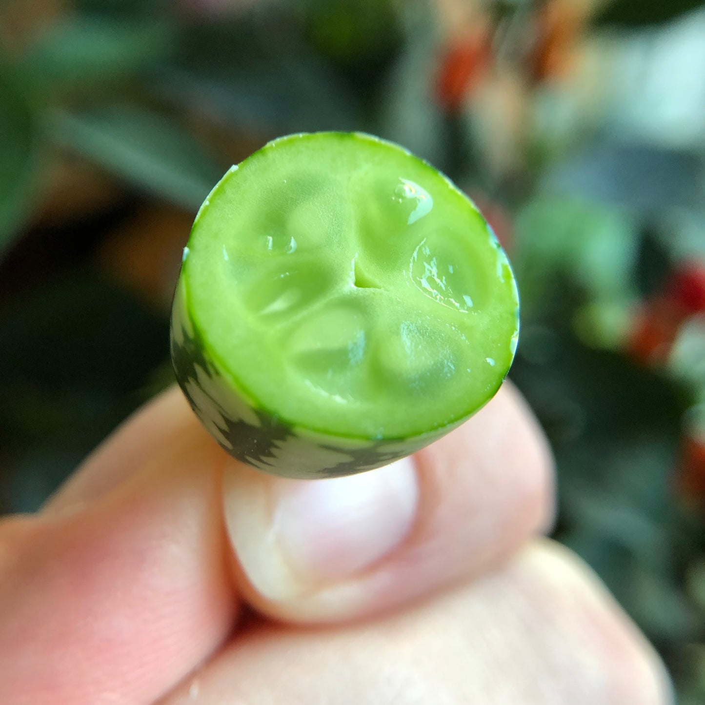 Cucamelon/Djungelgurka