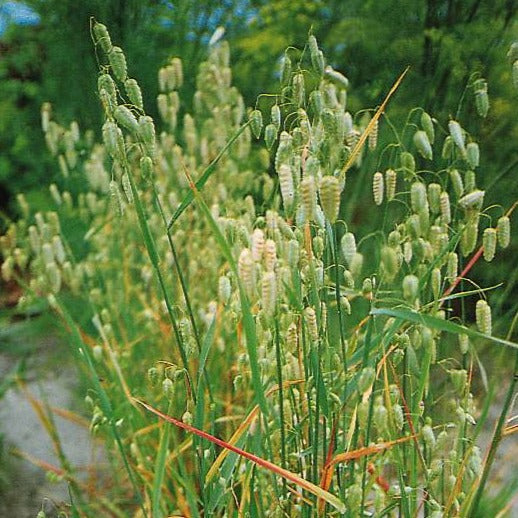 Italienskt darrgräs