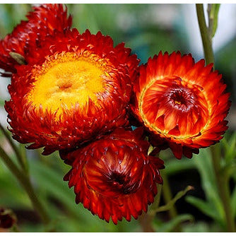 Jätteeternell ´Fireball´