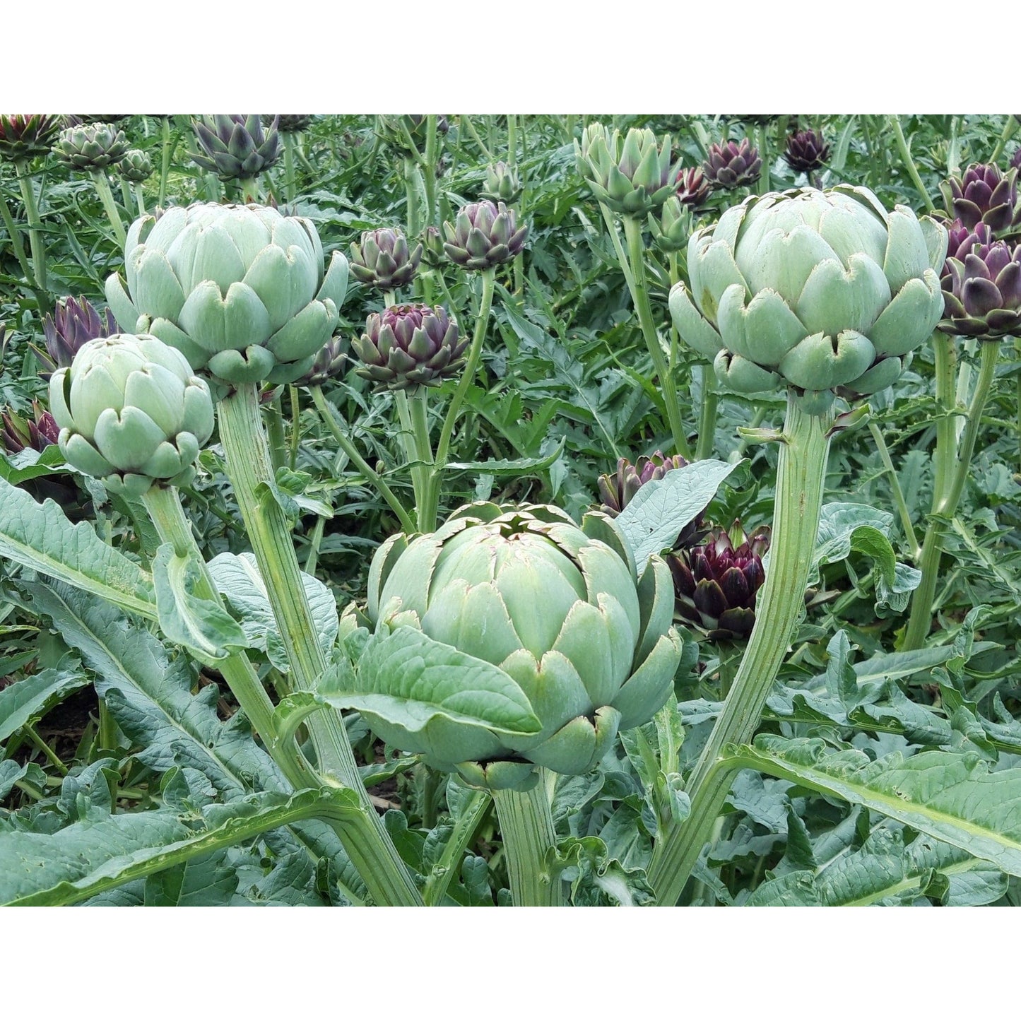 Kronärtskocka ´Green Globe´