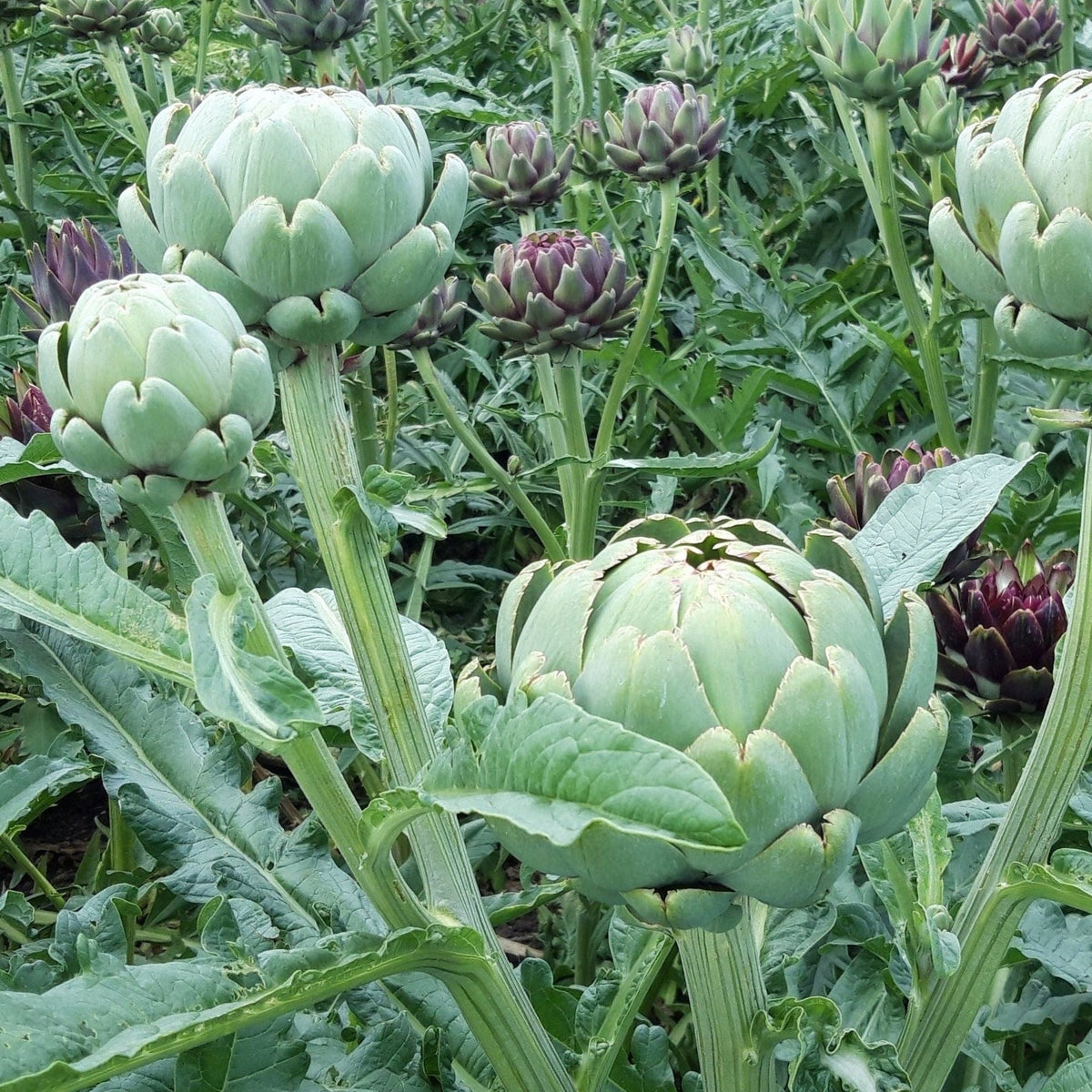 Kronärtskocka ´Green Globe´