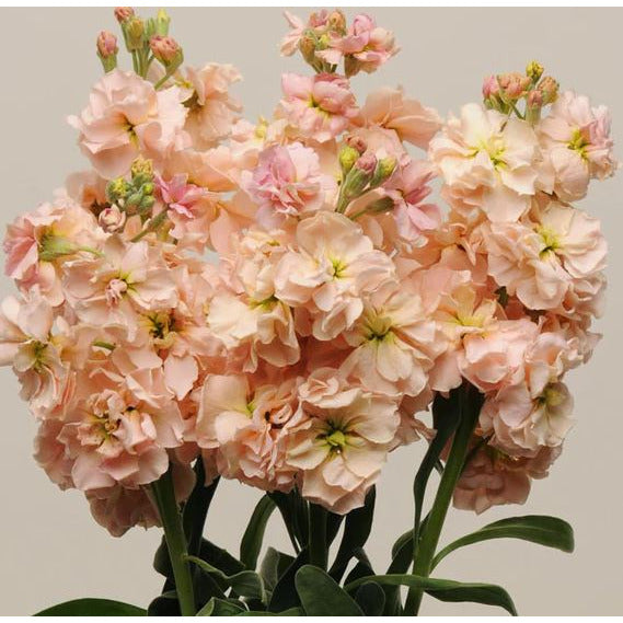 Lövkoja ´Katz Apricot´