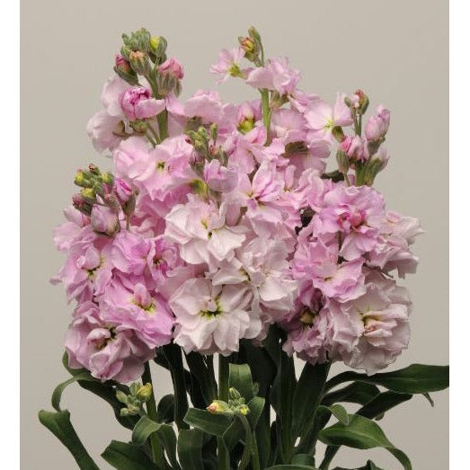 Lövkoja ´Katz Cherry Blossom´