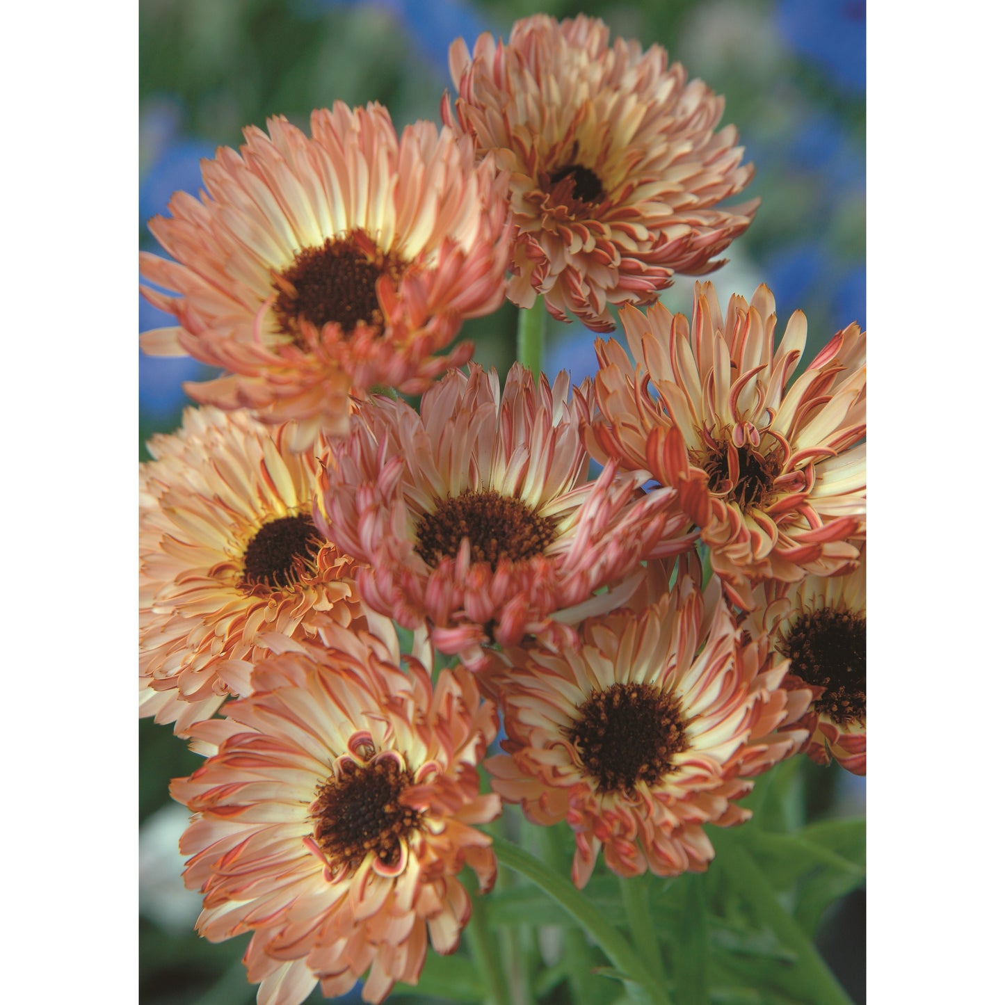 Ringblomma ´Bronzed Beauty´