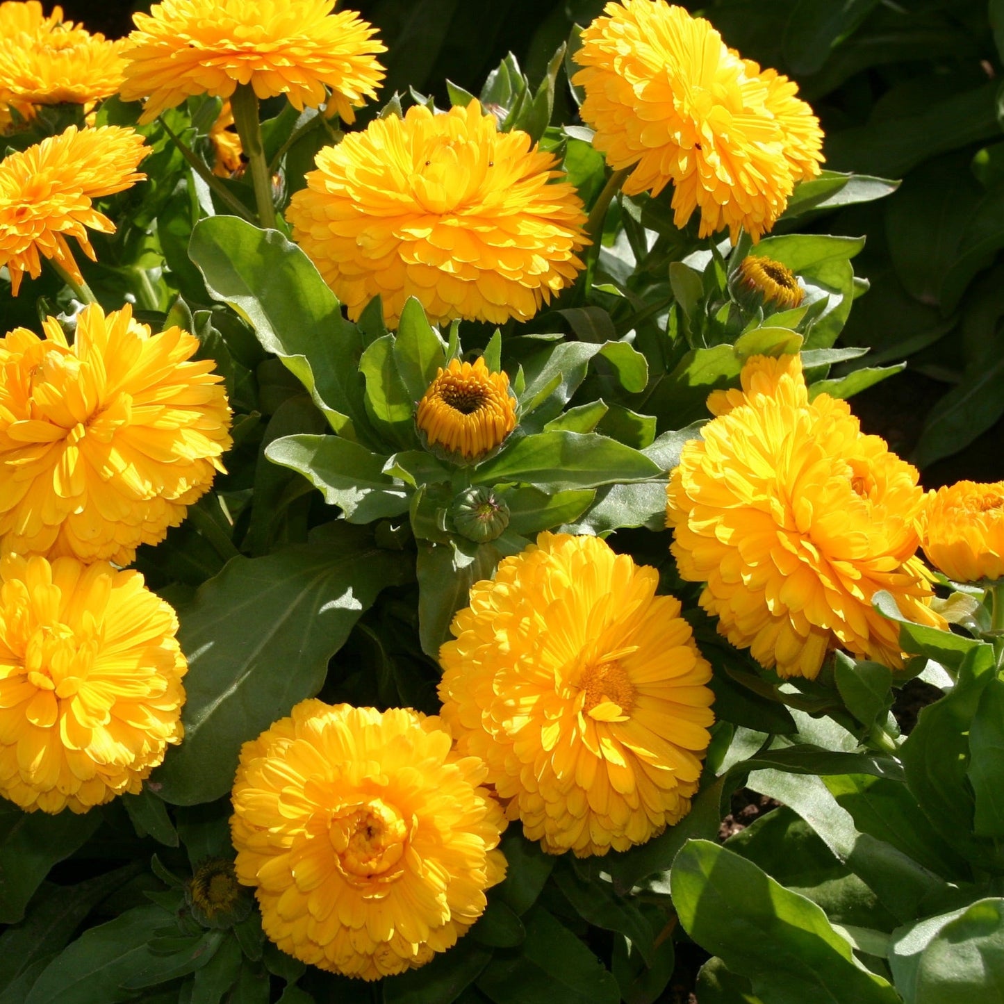 Ringblomma ´Lemon Twist´