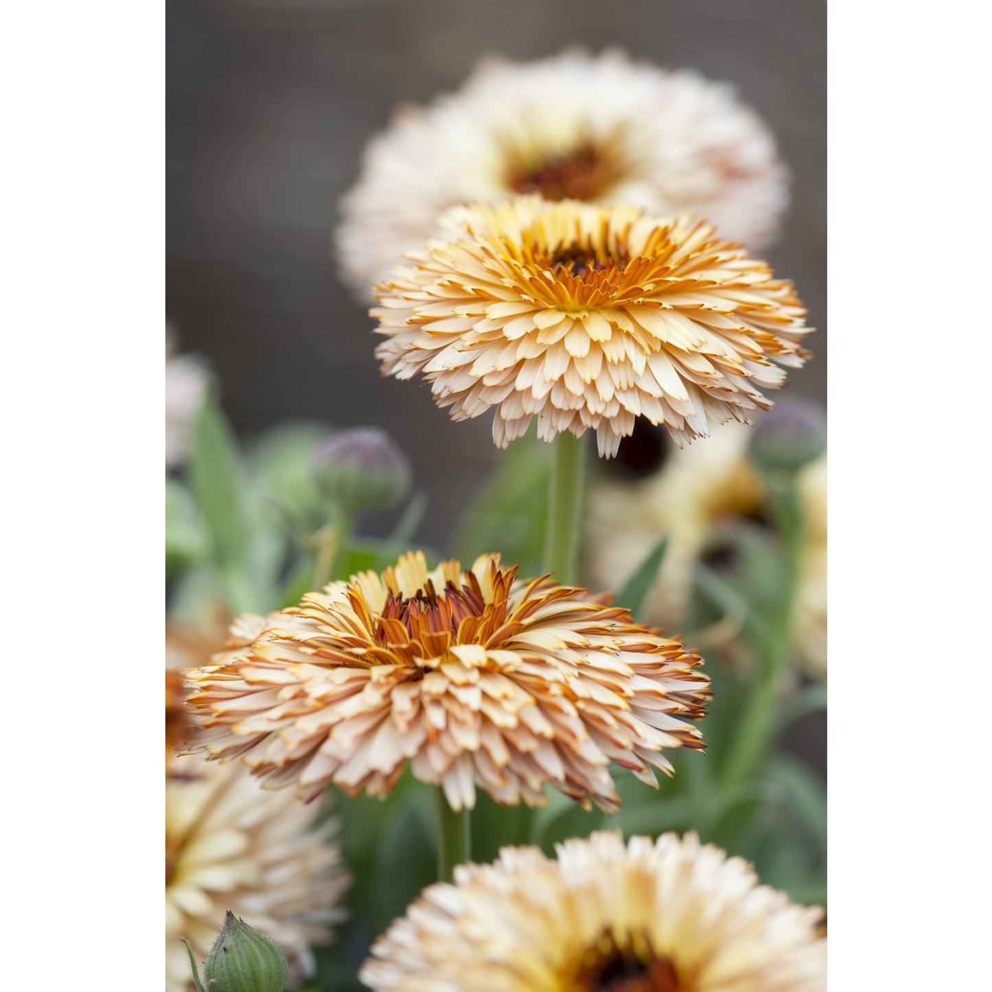 Ringblomma ´Pygmy Buff´