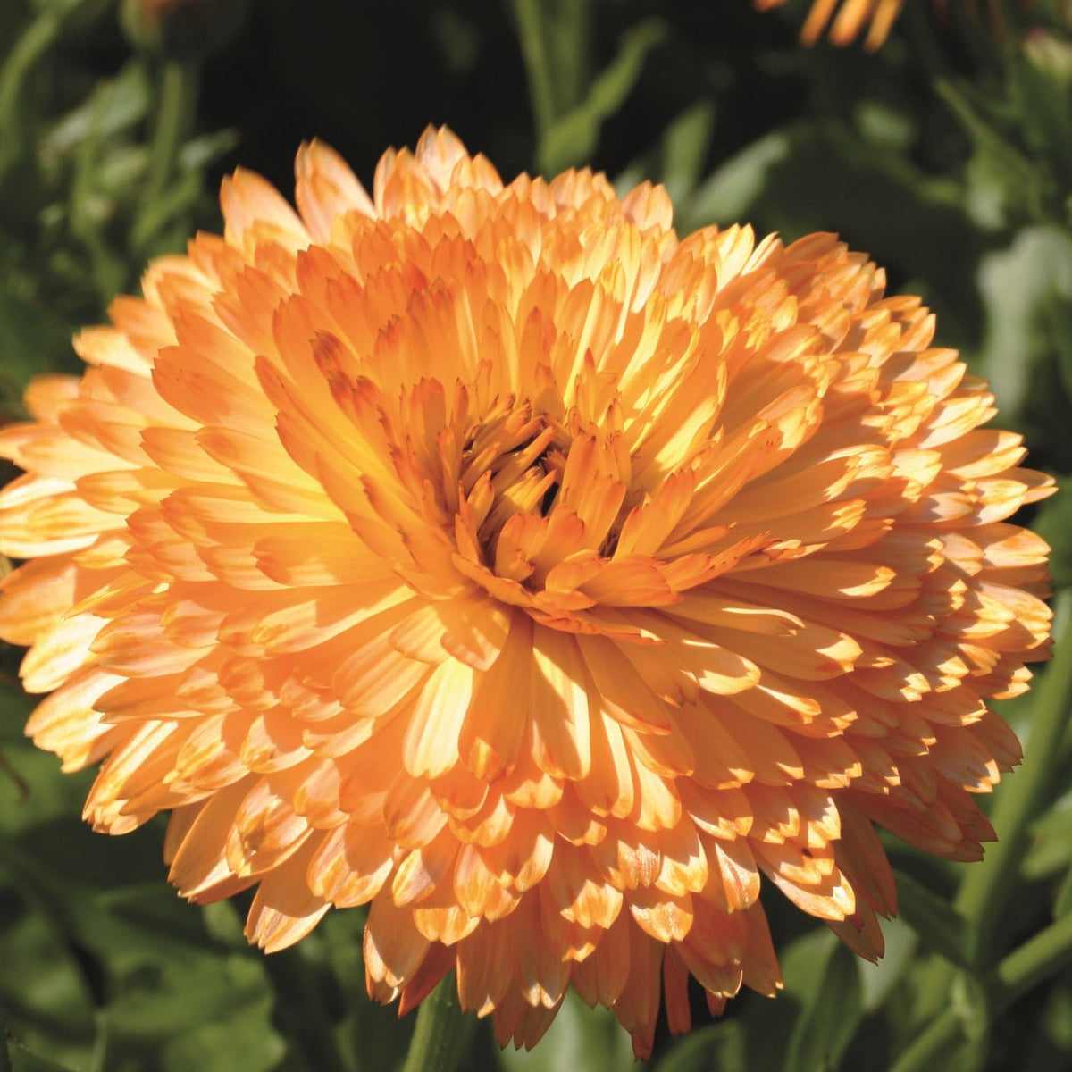 Ringblomma ´Tangerine Cream´