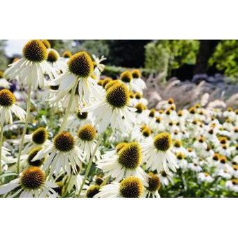 Solhatt ´Primadonna White´