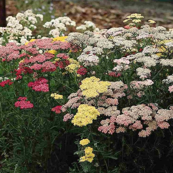 Röllika ´Colorado Mix´