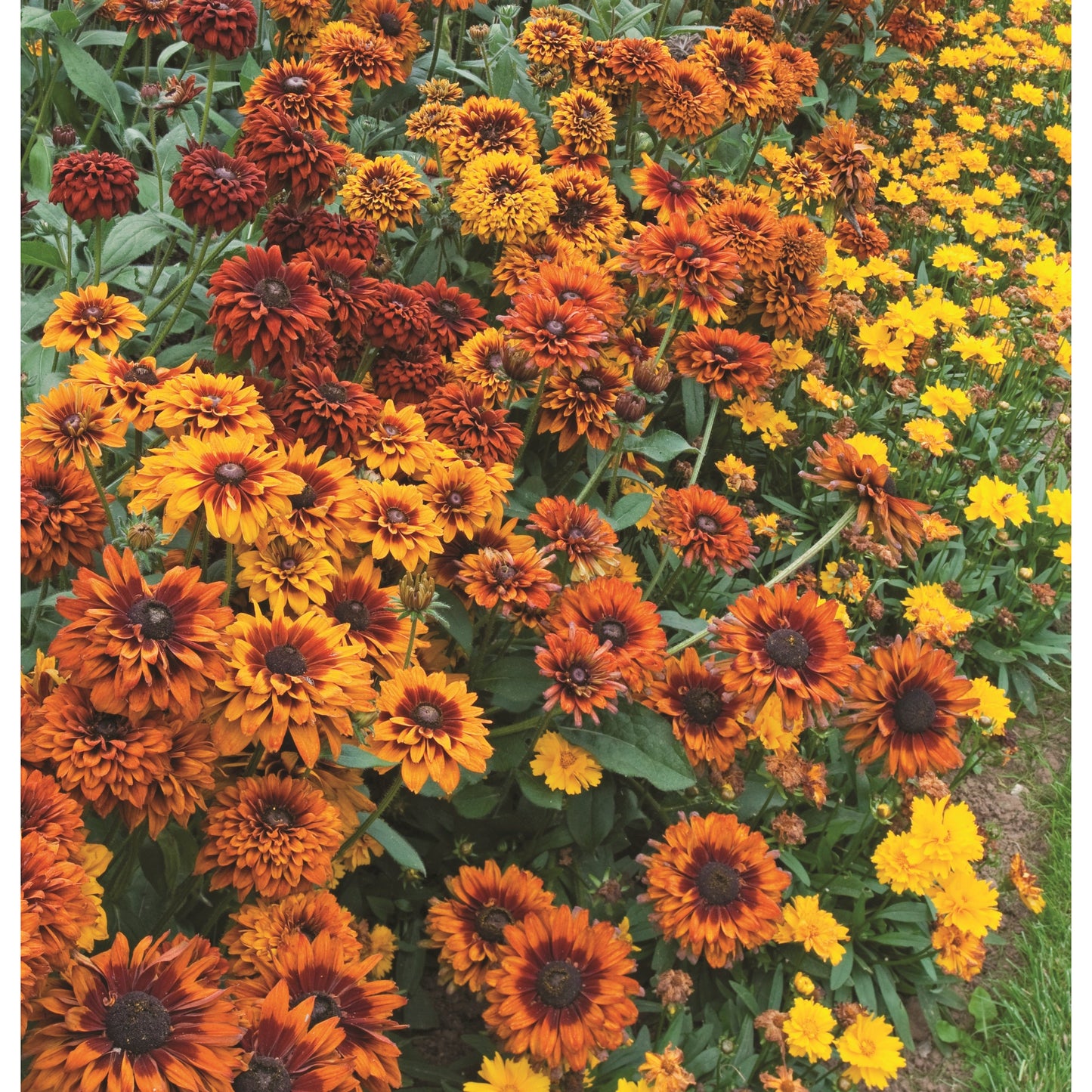 Sommarrudbeckia ´Moroccan Sun’