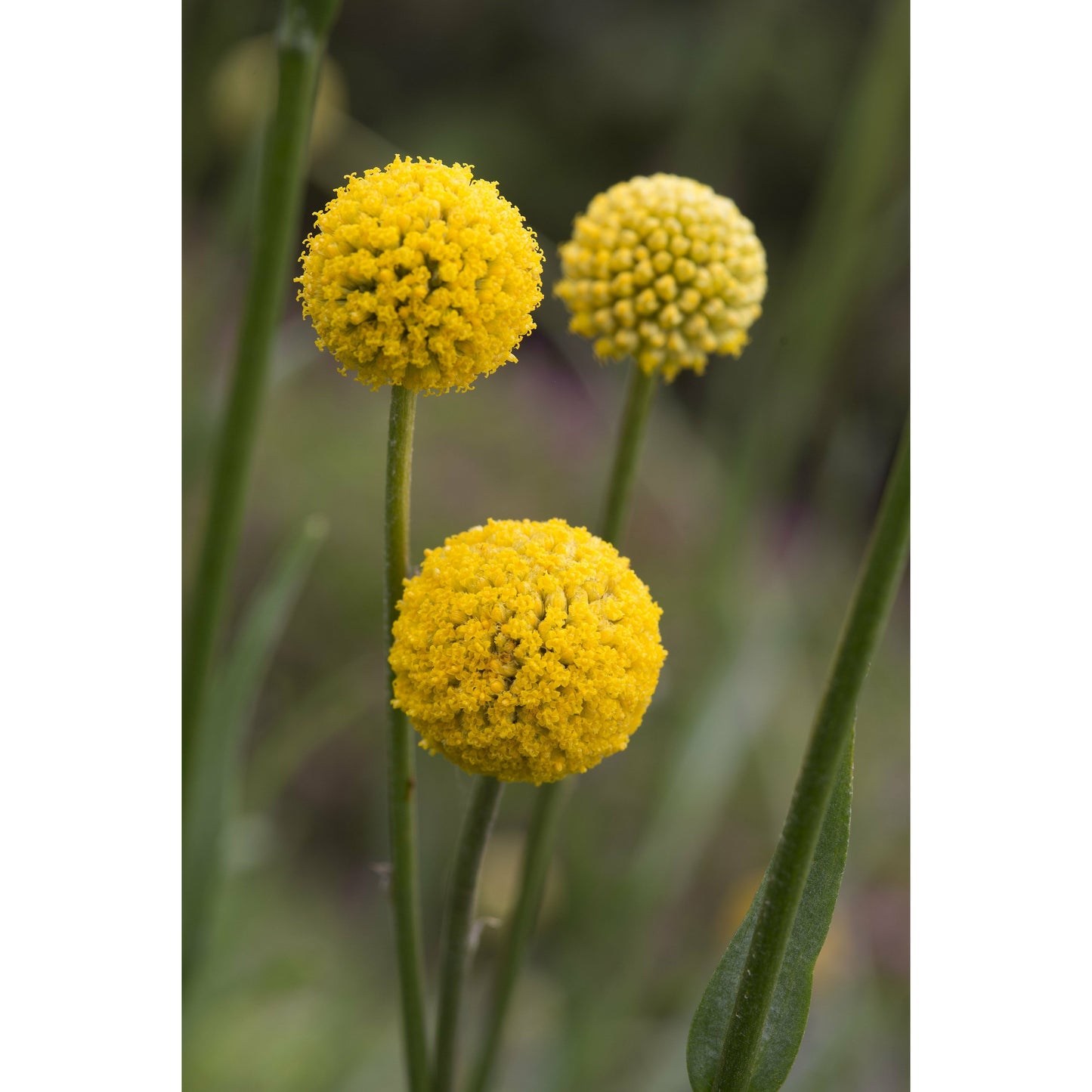 Solboll ´Drumstick´