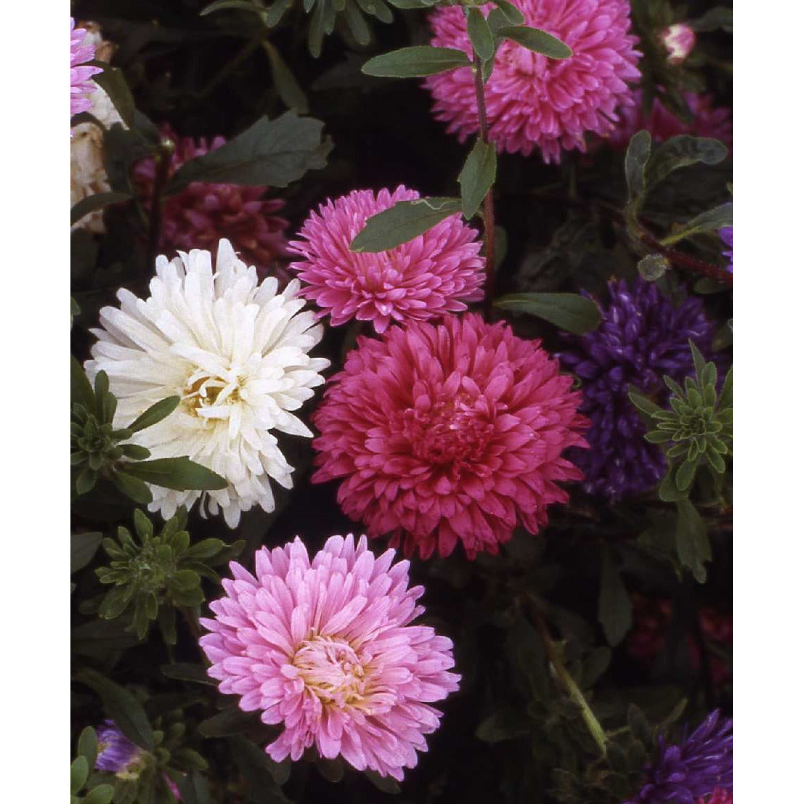 Sommaraster ´American Bush Mix´