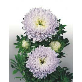 Sommaraster ´Matador Soft Blue´