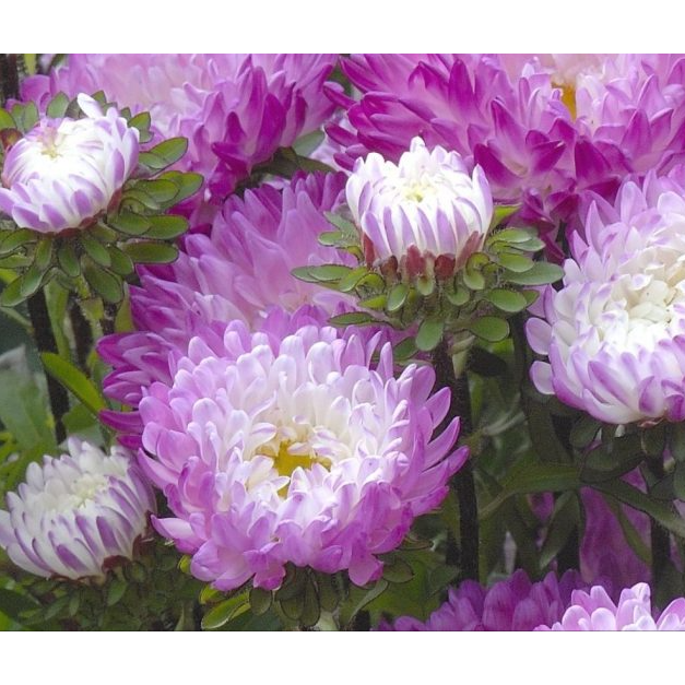 Sommaraster ´Matsumoto Pink Tipped White´