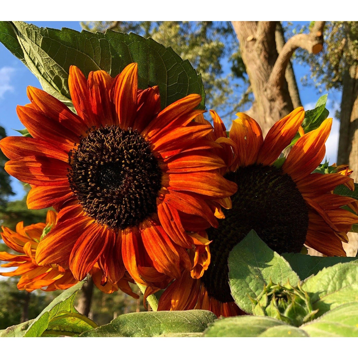 Solros ´Velvet Queen´