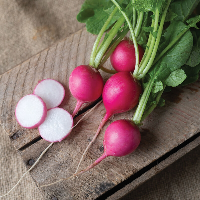 Rädisa ´Pink Beauty´- Köp frön till rädisa hos Soil & Seeds!