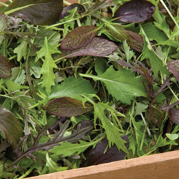 Sallatsmix´Elegance Greens Mix´
