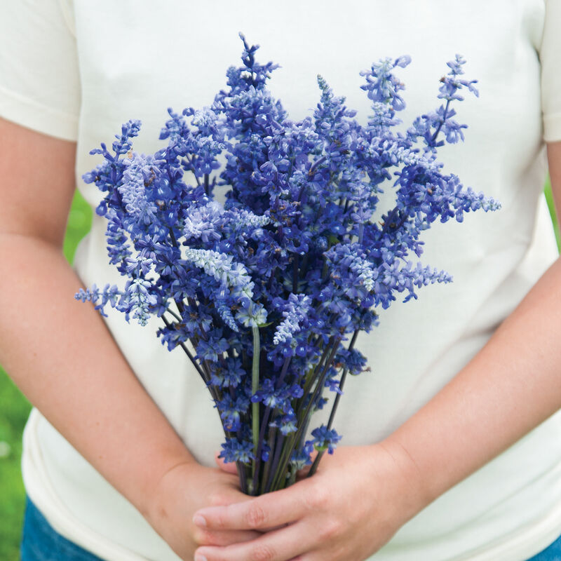 Daggsalvia ´Victoria Blue´