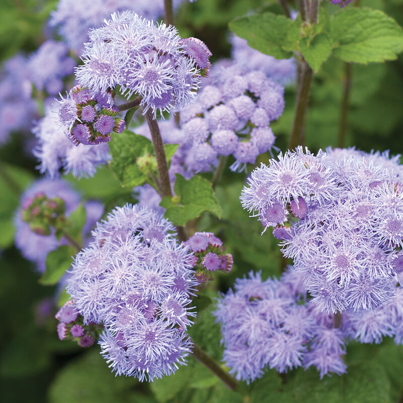 Ageratum ´Tall Blue Planet´ F1