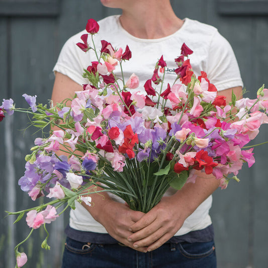 Luktärt ´Elegance Mix´