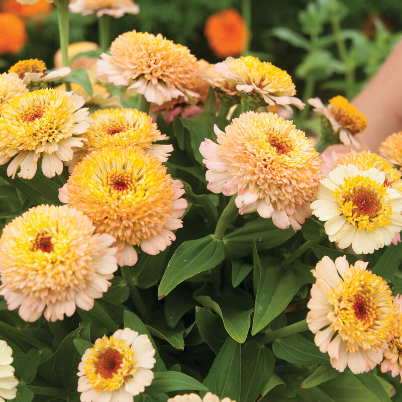 Zinnia ´Zinderella Peach´