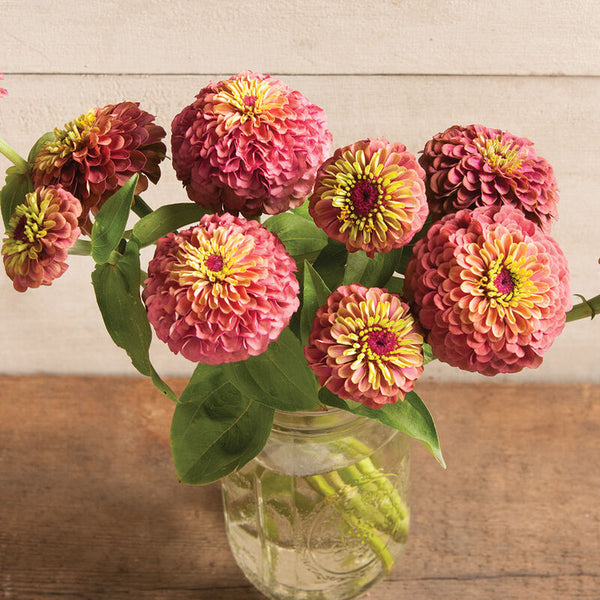 Zinnia ´Queeny Red Lime´