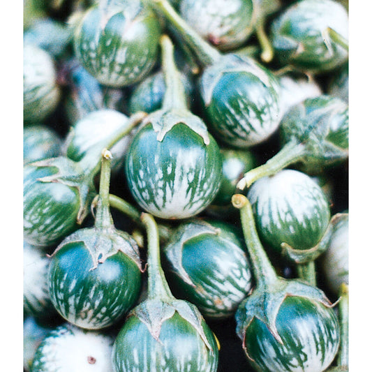 Aubergine ´Petch Siam´ F1