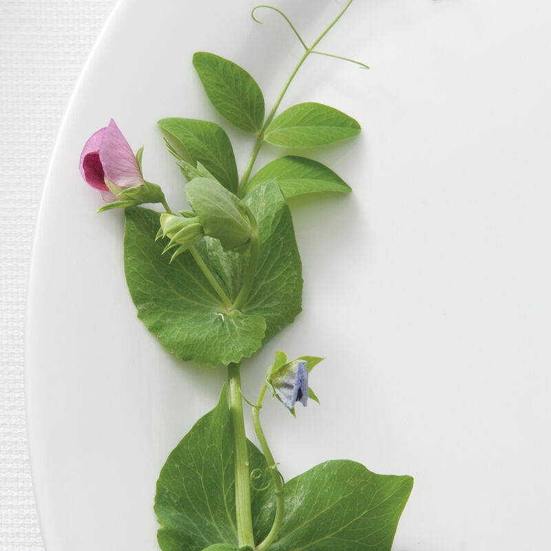 Sockerärt ´Dwarf Grey Sugar´