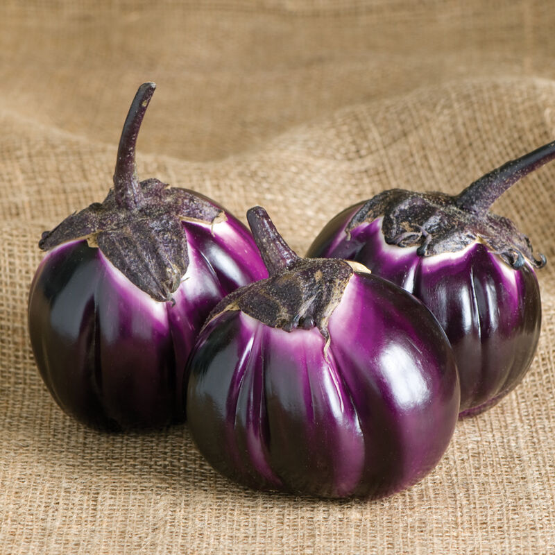 Aubergine ´Barbarella´ F1