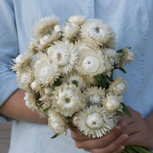 Jätteeternell ´Vintage White´