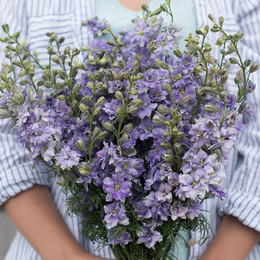 Romersk riddarsporre ´Qis Light Blue´