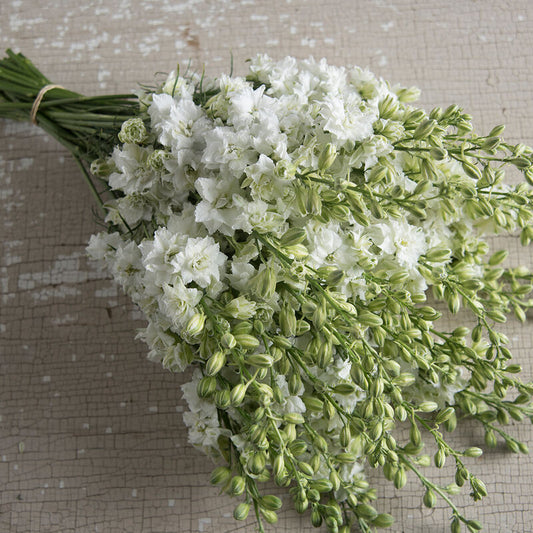 Riddarsporre ´Qis White´